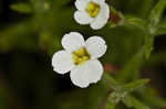 Branched hedgehyssop